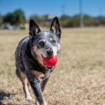Kong Ball Small Small 3