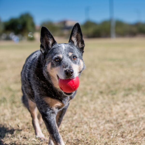 Kong Ball Small Small 3