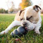 Kong Extreme Perro Small 2