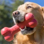 Kong Goodie Bone Medium 2