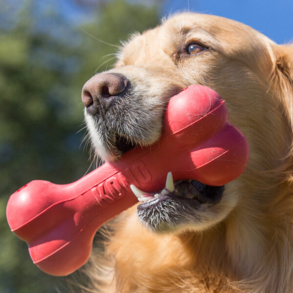 Kong Goodie Bone Medium 2