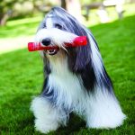 Kong Squeezz Ball Medium 2