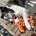 Kong Wild Knots Tigre Small
