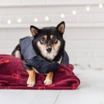 Gfpet Chaqueta Denim Perro 2