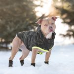 Gfpet Parka Recycled Perro Camuflaje 4