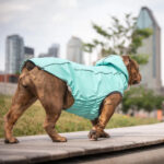Gfpet Impermeable Reversible Neon Aqua Large 2