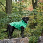 Gfpet Impermeable Reversible Verde 6.jpg