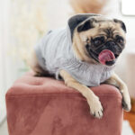 Gfpet Poleron Urban Gris 3.jpg