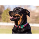 Zeedog Lola Collar Perro.jpg