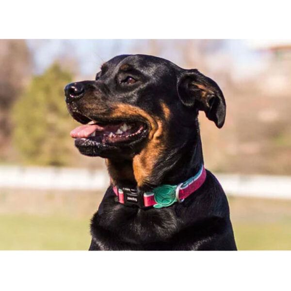Zeedog Lola Collar Perro.jpg