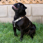 Brnx Arnes Tipo H Perro Forest Pink Small - Imagen 7