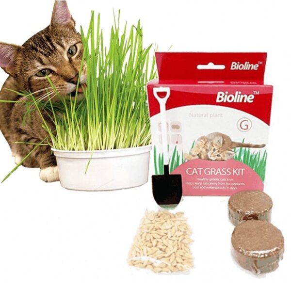 Bioline Kit Completo Siembra Hierba Gatera - Imagen 2