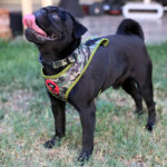 Brnx Arnes Respirable Camuflaje Perro Small - Imagen 5