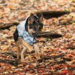 GFPet Impermeable Reversible Azul Large - Imagen 6