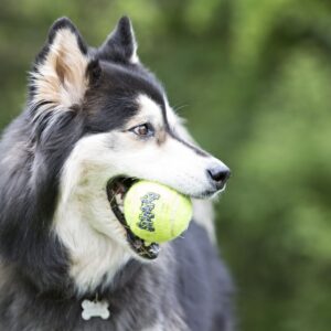 Kong Ball Air Con Cuerda - Imagen 3