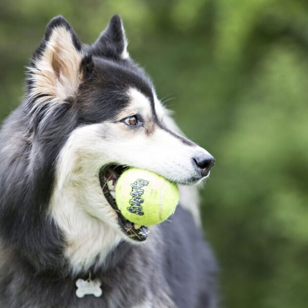 Kong Ball Air Con Cuerda - Imagen 3