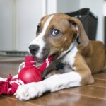 Kong Ball Con Cuerda - Imagen 3