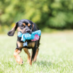 Kong Cozie Baily Perro Medium - Imagen 3