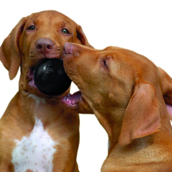 Kong Extreme Ball Medium/Large - Imagen 3
