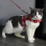 Wonder Cat Arnes Para Gato Con Correa Large - Imagen 3